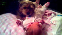 Funny Dogs Protecting Babies Compilation 2014 [NEW HD]