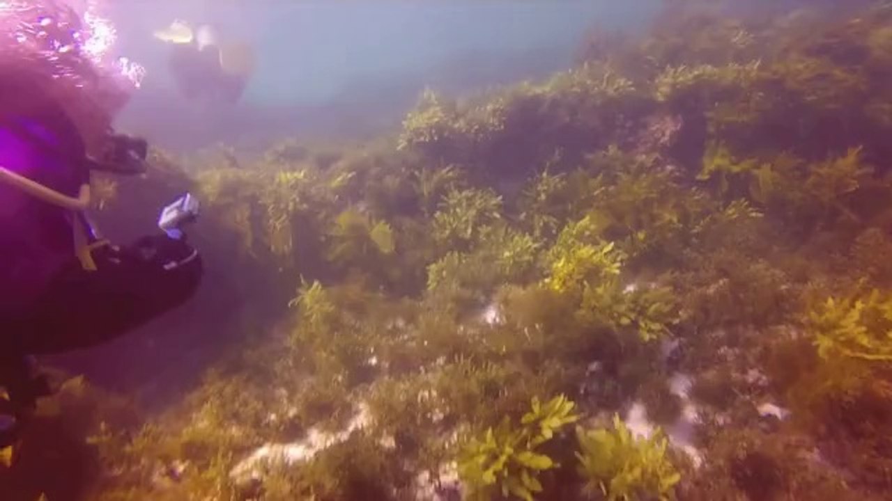 Jervis Bay Dive N.U.D.E.S September 2014