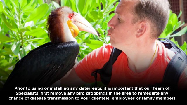 Bird Removal Fort Worth TX | 817.431.3007