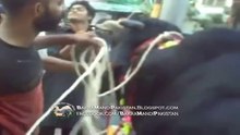 Cow Running Hitting the Men Exclusive Video 2014