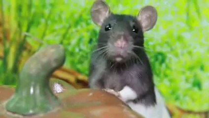 Professional Rat Exterminators In Denton TX