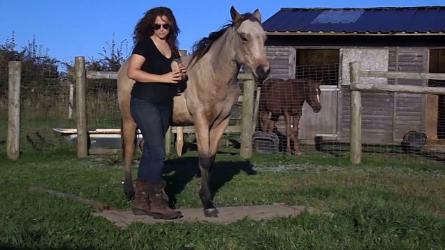 Falco Stands on Door: HOLLYWOOD JACK FRITZ, 2013 yearling Quarter Horse colt.
