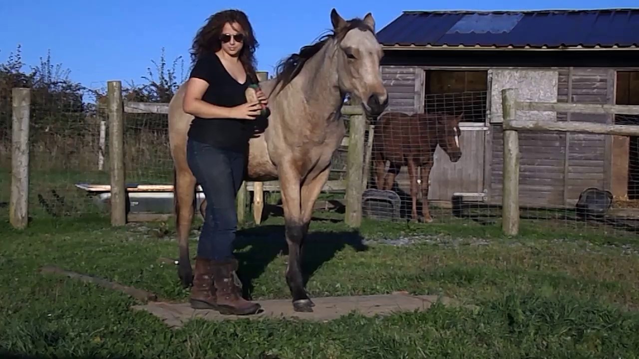 Falco Stands on Door: HOLLYWOOD JACK FRITZ, 2013 yearling Quarter Horse colt.
