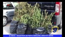 ALTAMURA | Sequestrate 200 piante di marijuana, arrestato 58enne