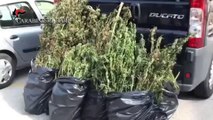Altamura (BA) Sequestro di piante di marijuana dei carabinieri (06.10.14)