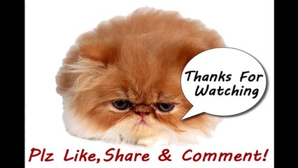 Funny cats - Funny cats videos 2014 - Funny Cats Compilation - Funny Animal Videos - funny video