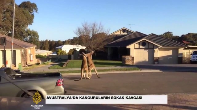 Kangurular sokakta kavga etti - KonyaMesaj.com