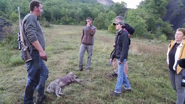 Louve tuée dans les Alpes : J'ai mis un genou à terre et j'ai lâché la balle...