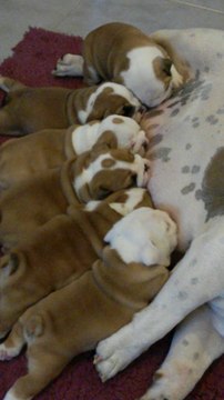 LES BEBES DE WILLOW ONT UN MOIS