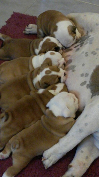 LES BEBES DE WILLOW ONT UN MOIS