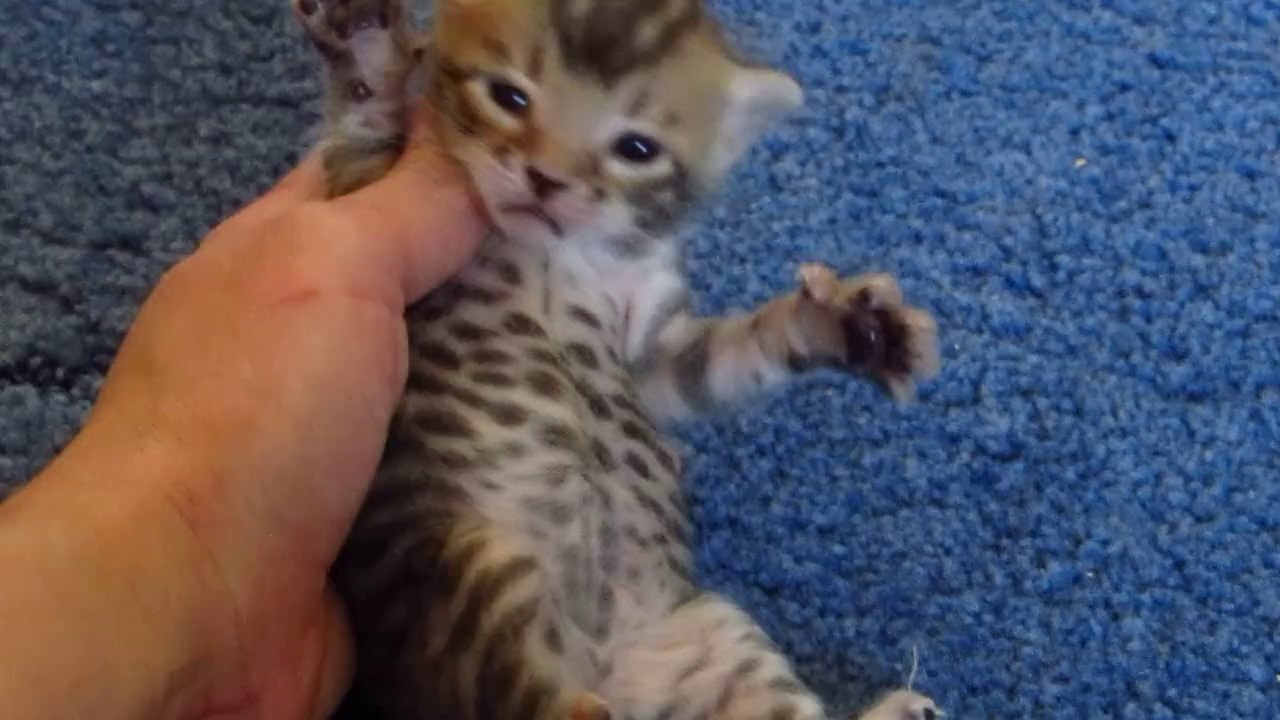 Бенгальский котенок  девочка №2