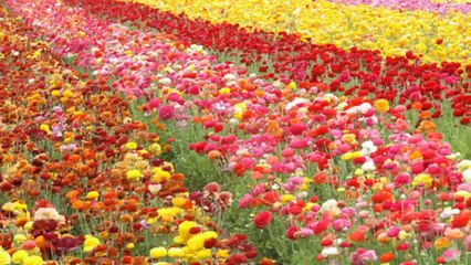 Dòng Sông Xanh (Phạm Duy) - Thái Thanh (Flower Fields) (HD)