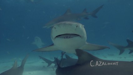 Requins Citron et Dormeur