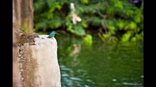 Sanjeev ghai irs-Minute Instrumental