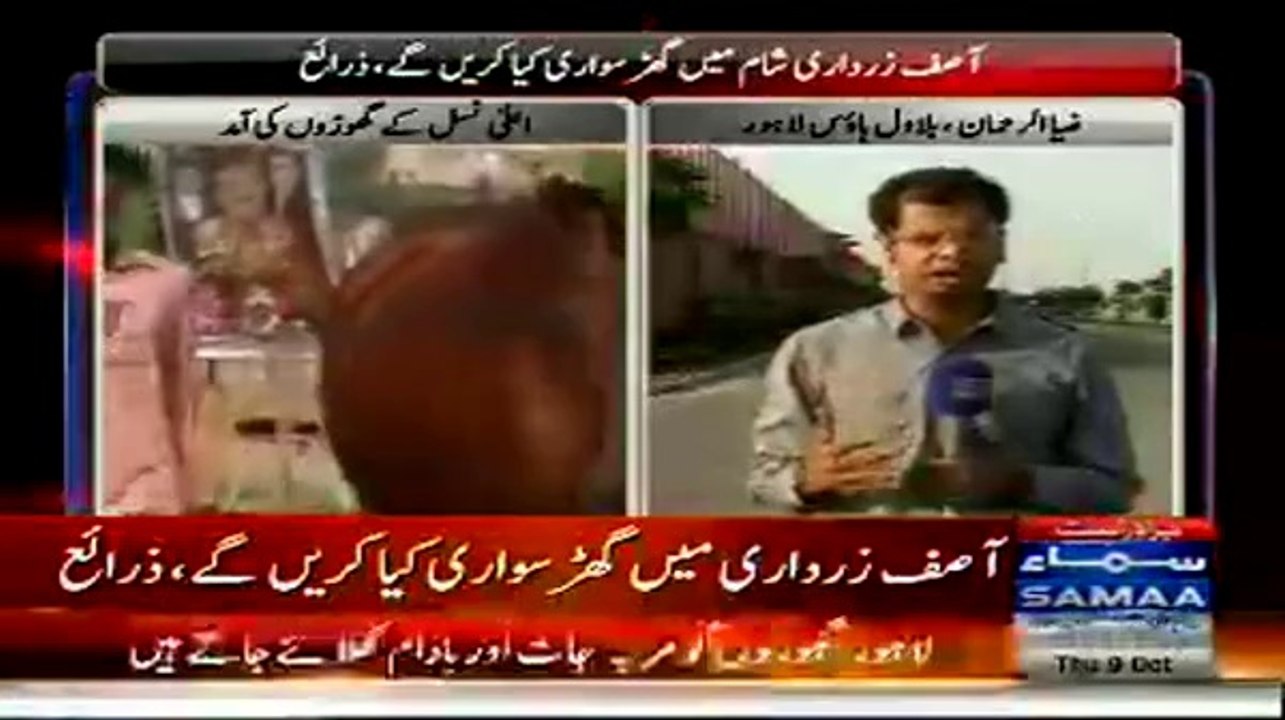 20 Horses Of The Finest Breed Brought To Bilawal House Lahore, Asif Zardari Inspected The Horses