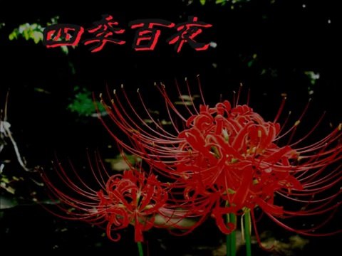 【四季百夜】赤いカーディガン　木崎祐 菊池ファスナー【秋】 ニコニコ動画 GINZA