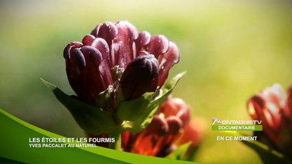 Les Etoiles et les Fourmis  - Yves Paccalet au Naturel - Bande Annonce - 2014