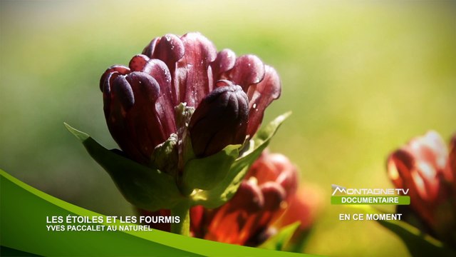 Les Etoiles et les Fourmis - Yves Paccalet au Naturel - Bande Annonce - 2014