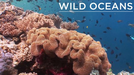 Coral reefs don’t get much more amazing than this