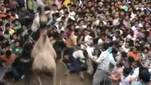 Camel Attacks Public Before Qurbani