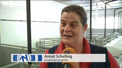 Kraamverzorgster voor biggetjes - RTV Noord