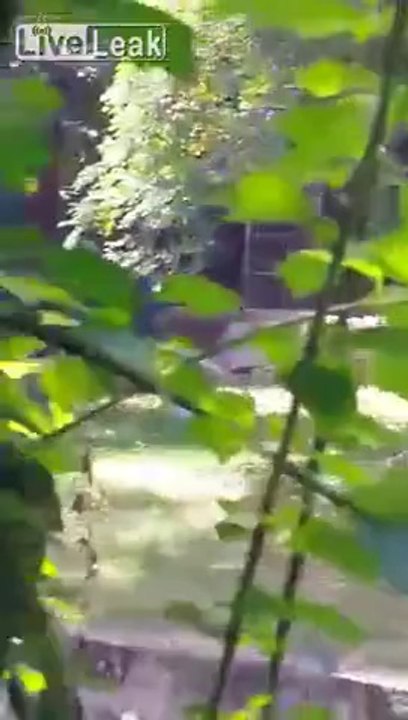 LiveLeak.com - Two Videos of the Tiger Attack at New Delhi Zoo