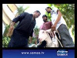 Bakra Kiraye Pe, 07 Oct 2014 Samaa Tv