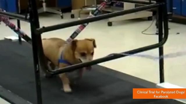 One of A Kind Treatment Could Help Paralyzed Dogs Walk Again