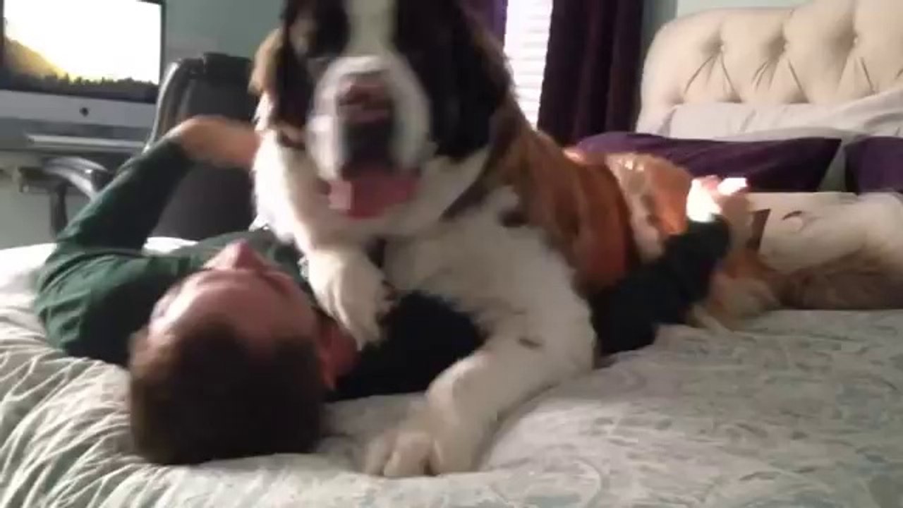 UN ÉNORME SAINT BERNARD AYANT BESOIN L’ATTENTION DE SON MAÎTRE