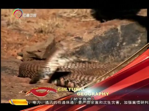 经典人文地理 《经典人文地理》 20141007 致命挑战之蛇王争霸