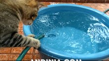 Gata jugando con agua - Cat Playing with Water - Gato que joga com água