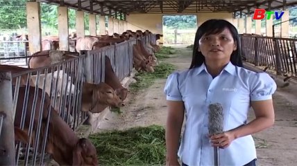 Kỹ thuật chăn nuôi bò thịt