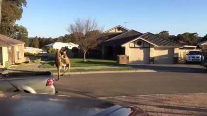 Deux kangourous se battent dans la rue !