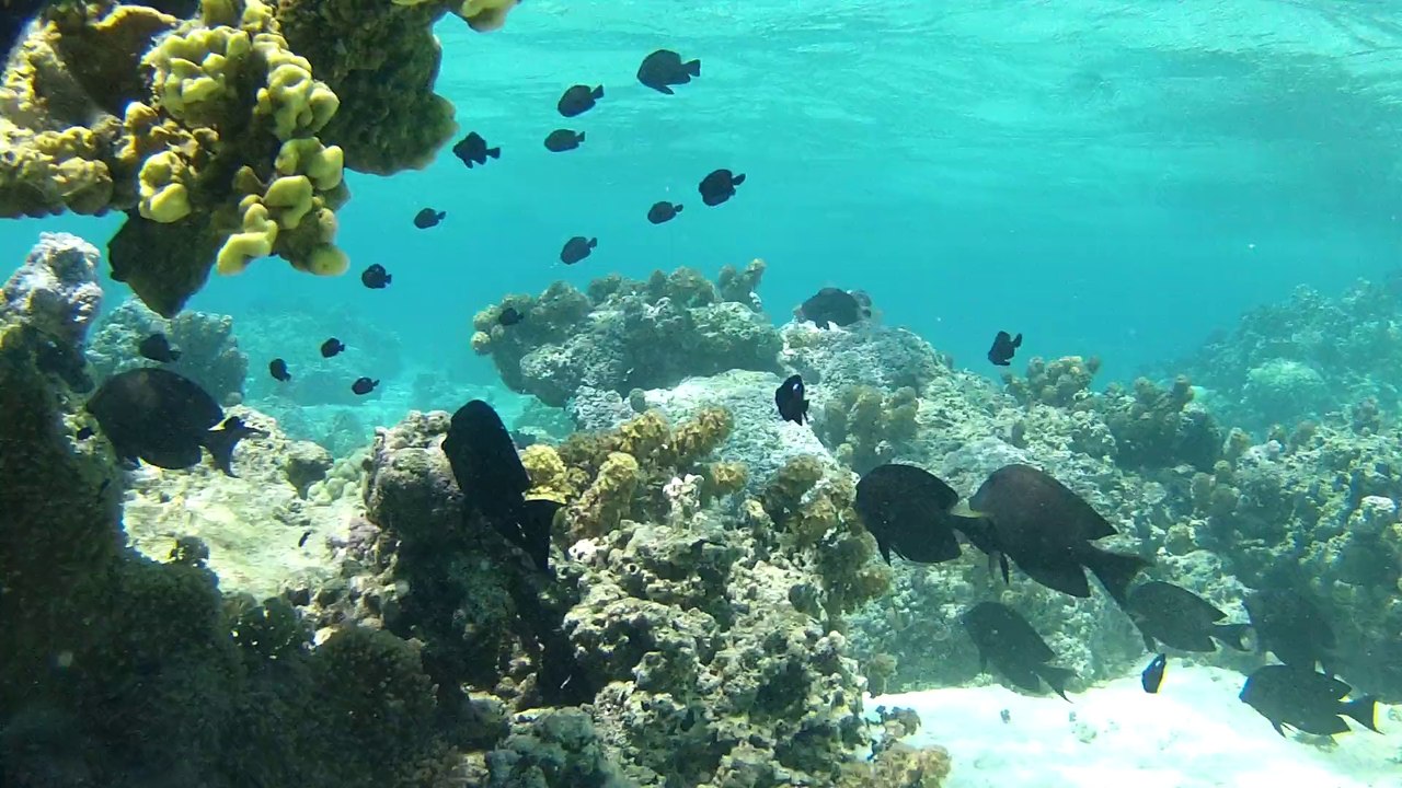 Tahiti_Vue sous marine_lagon de Moorea