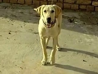 pointer dog(adeel khalid)ranyail rawalpindi