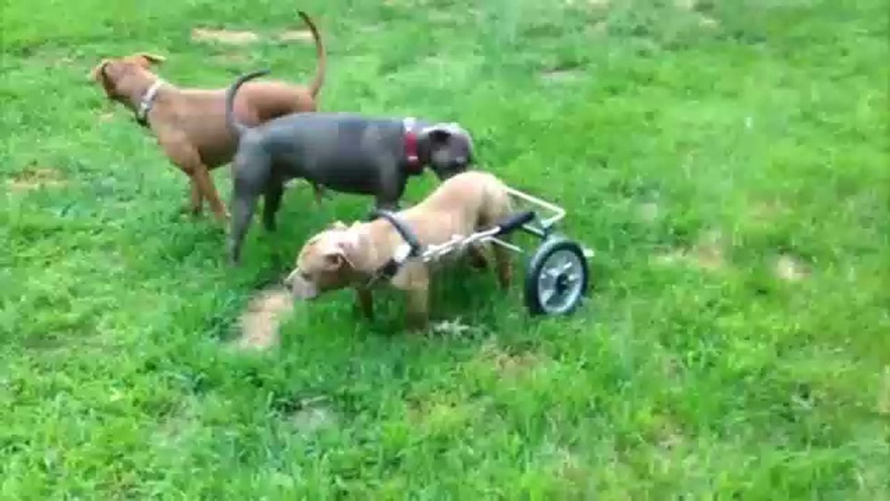 Dave the dog gets his roll on