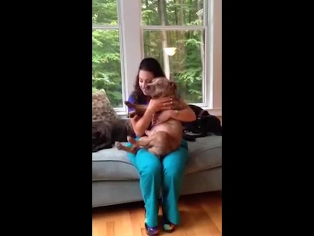 Dog enjoys lap time