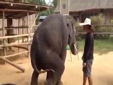 Elephant Dance In Gangnam Style Song