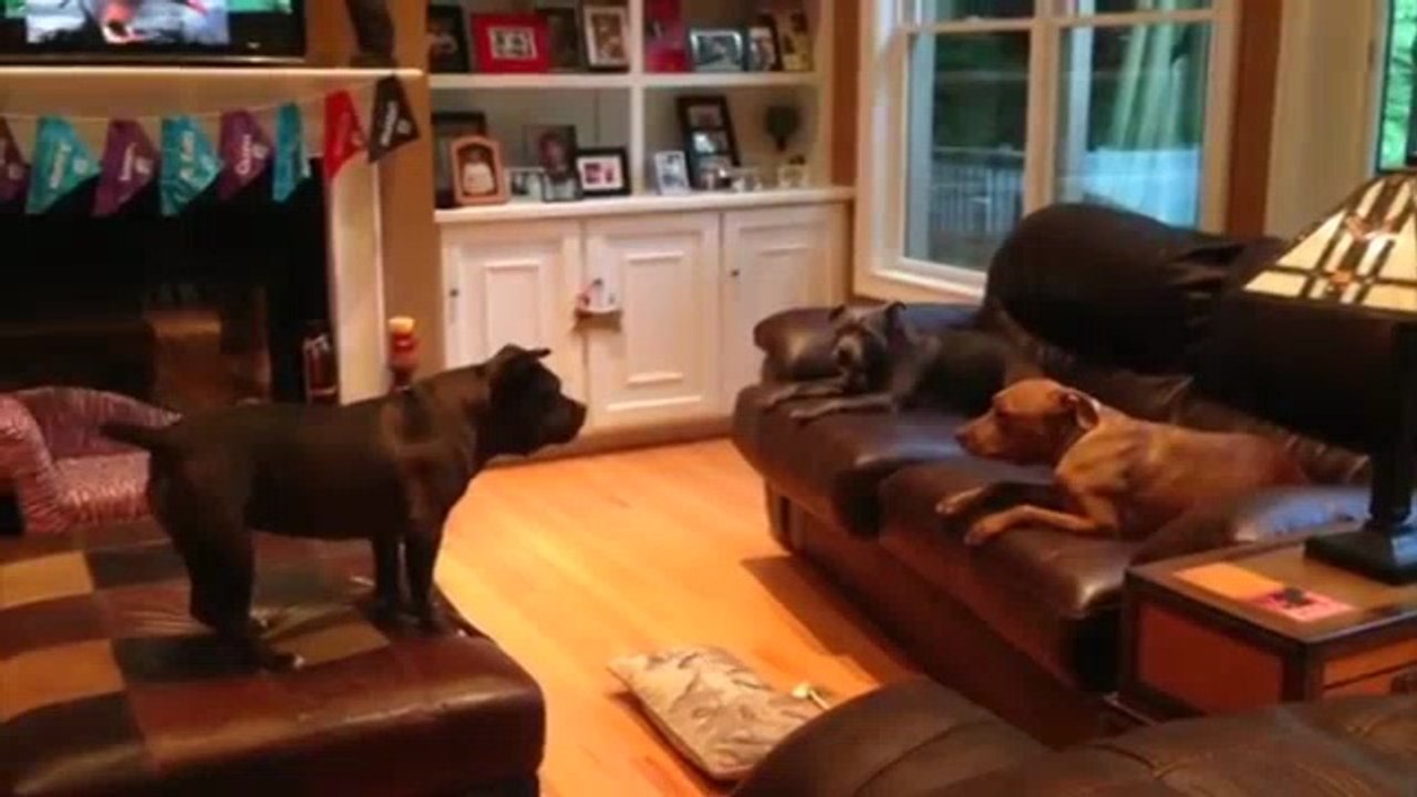 Dog orders other dogs around