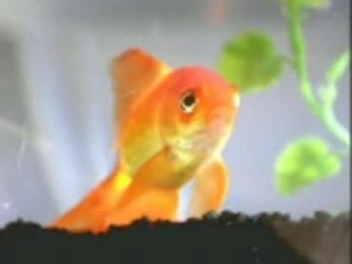 L importance de parler plusieurs langues