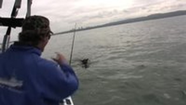 Dog jumps on Dolphins