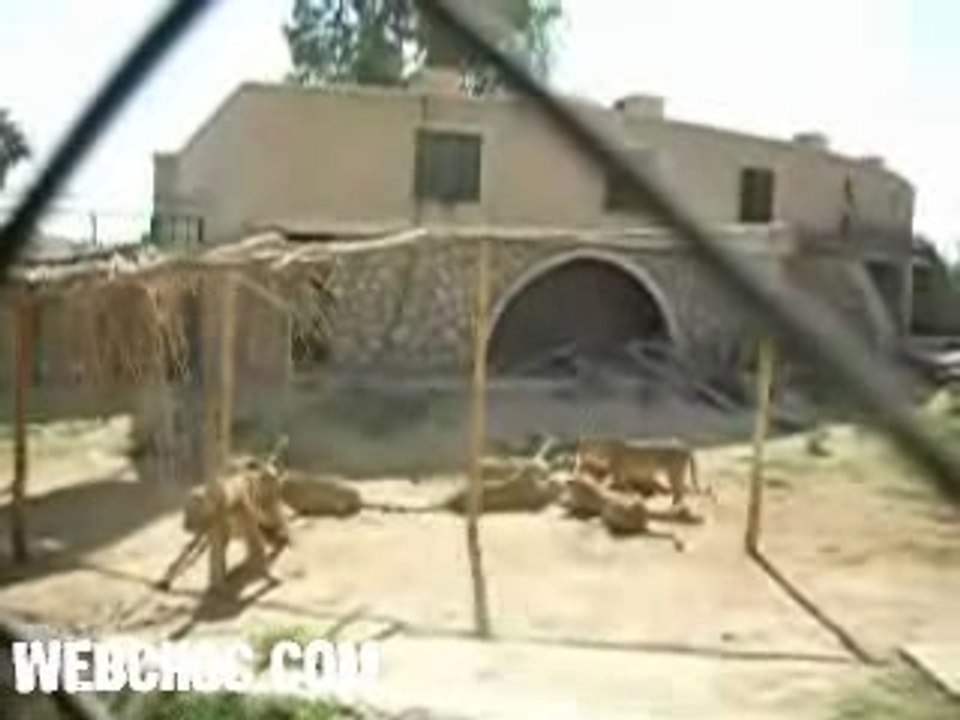 groupe de Lion mange 2 ane au zoo