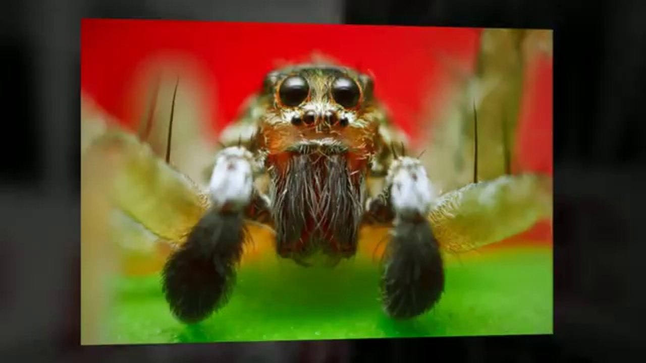 Pest Control Services Frisco TX | Call 214-919-0021