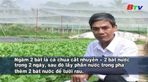 Kỹ thuật trồng rau ăn lá