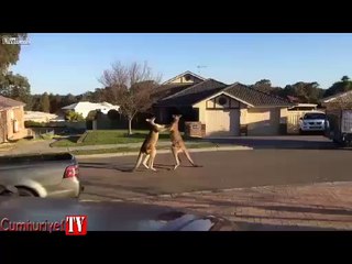 Sokak ortasında kanguru dövüşü