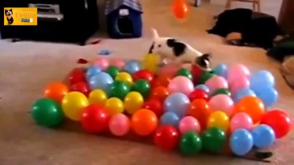 Funny Curious Cats sıncaplar Compilation 2014 - 720p - HD