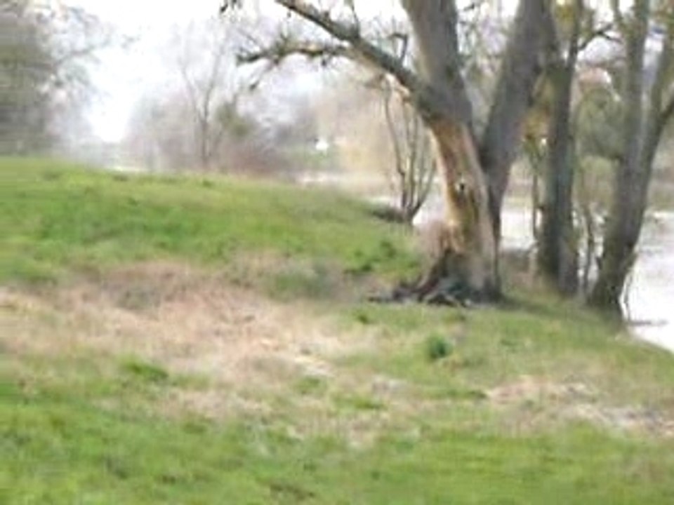 Cygnes flânant aux bords de Marne