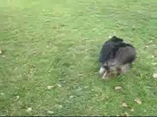 Scoubidou fait le fou ^^