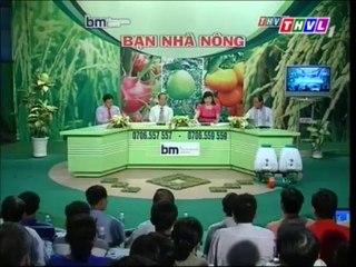 Phát triển vườn cam trên vùng đất phèn (phần 2)