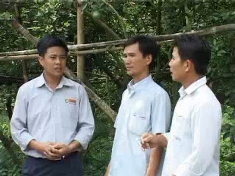 Phòng trừ bệnh hại trên cay cam, quýt